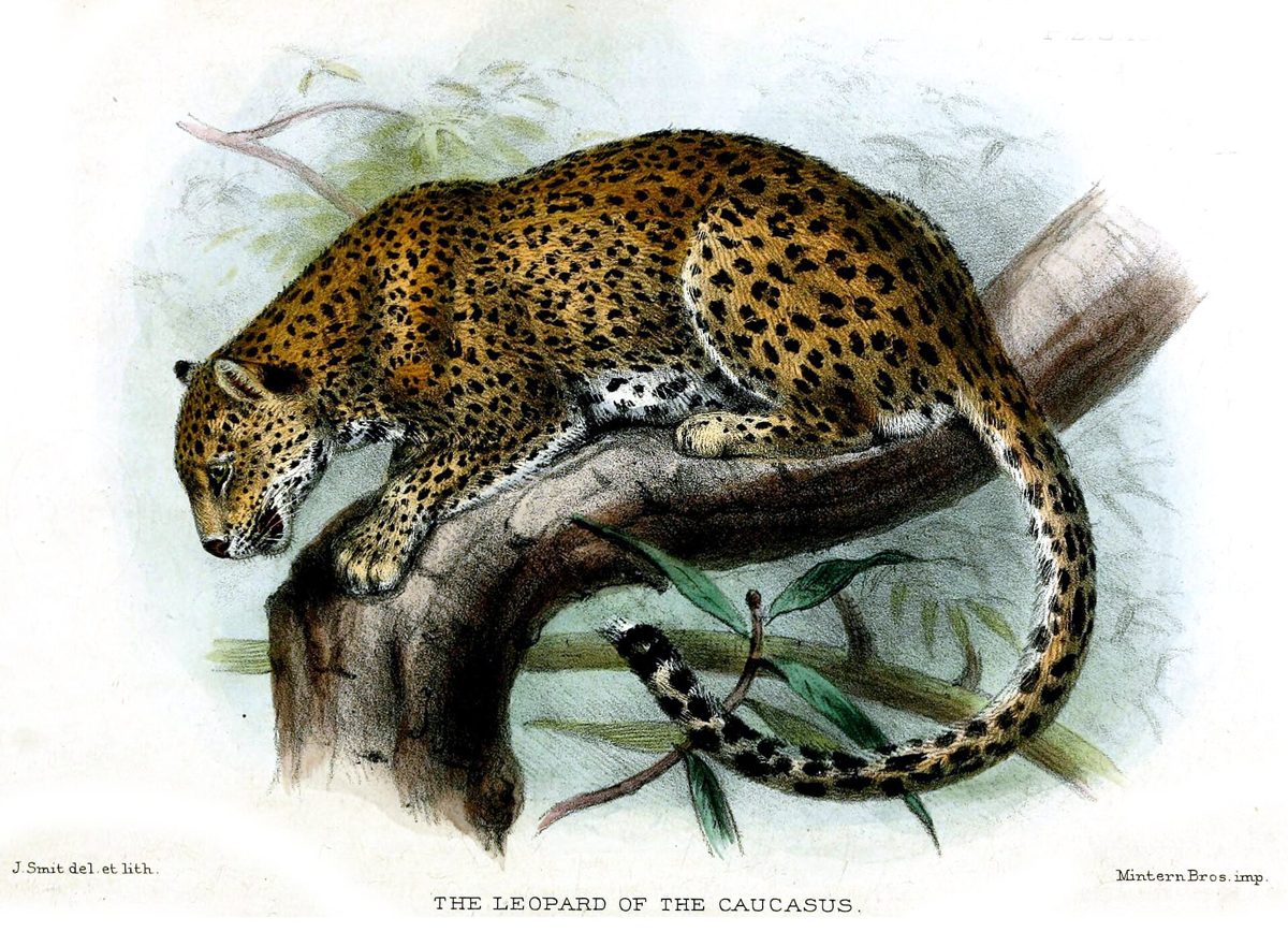 Kafkasya leoparı adıyla yayımlanmış eski bir doğa tarihi çizimi